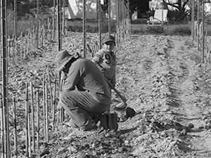 Trabajo en el viñedo
