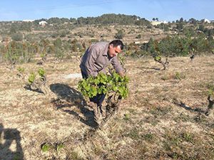 Uva de la variedad autóctona